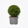 Antique Metal Planter - Silver