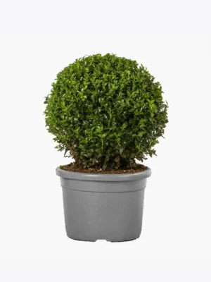 Round Terracotta - Brown