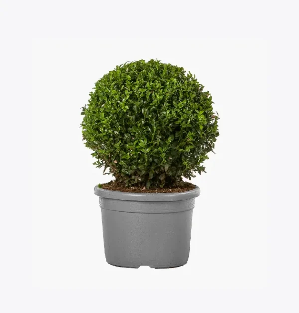 product-image-4_optimized Antique Metal Planter - Silver
