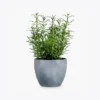 Antique Metal Planter - Silver