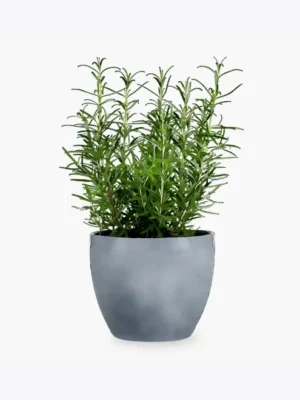 Antique Metal Planter - Silver