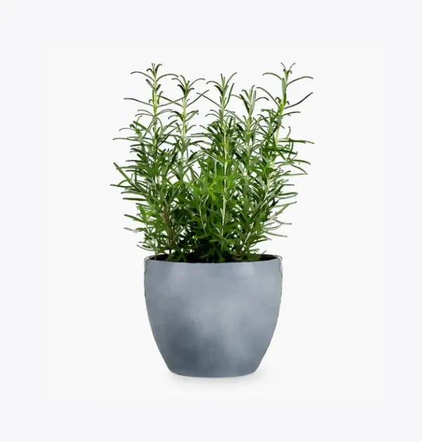 product-image-5_optimized Antique Metal Planter - Silver