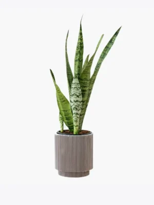 Rotomolded Planter