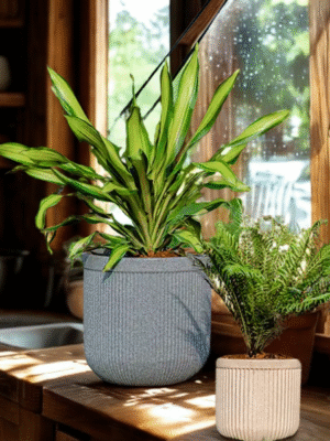 Circular Rotomold Planter