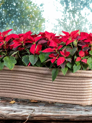 Florence Rotomold Planter by Bodhi