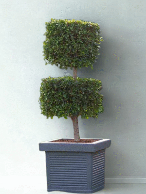Square Rotomold Planter