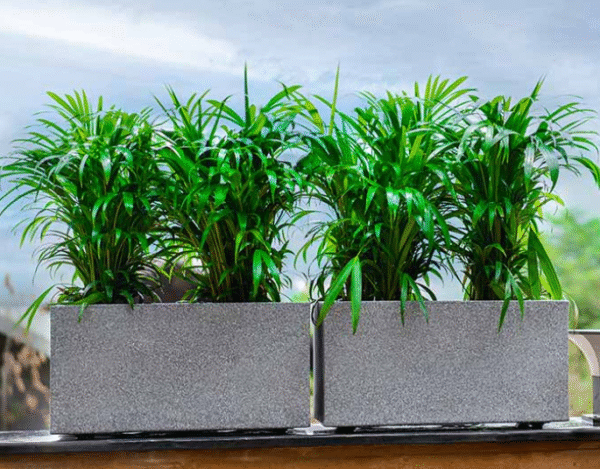 Urban Horizontal Planter Urban Horizontal Planter by Bodhi