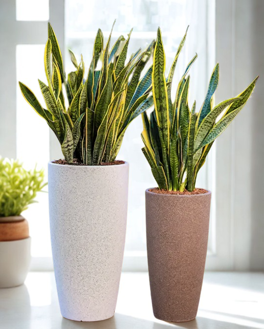 Venice Rotomold Planter Venice Rotomold Planter