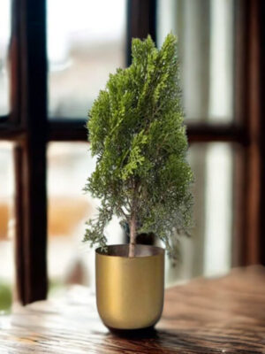 Dome Table Top Planter