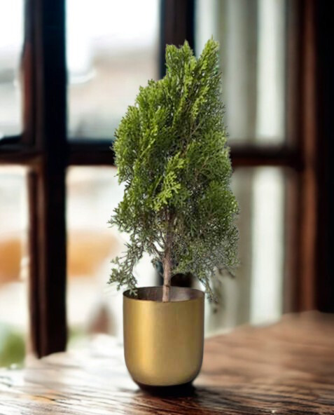Dome Table Top Planter Dome Table Top Planter